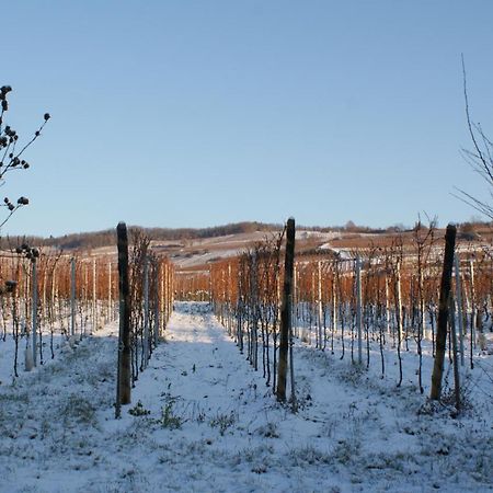 Chambre d'Hotes Le Vogelgarten Sigolsheim Buitenkant foto